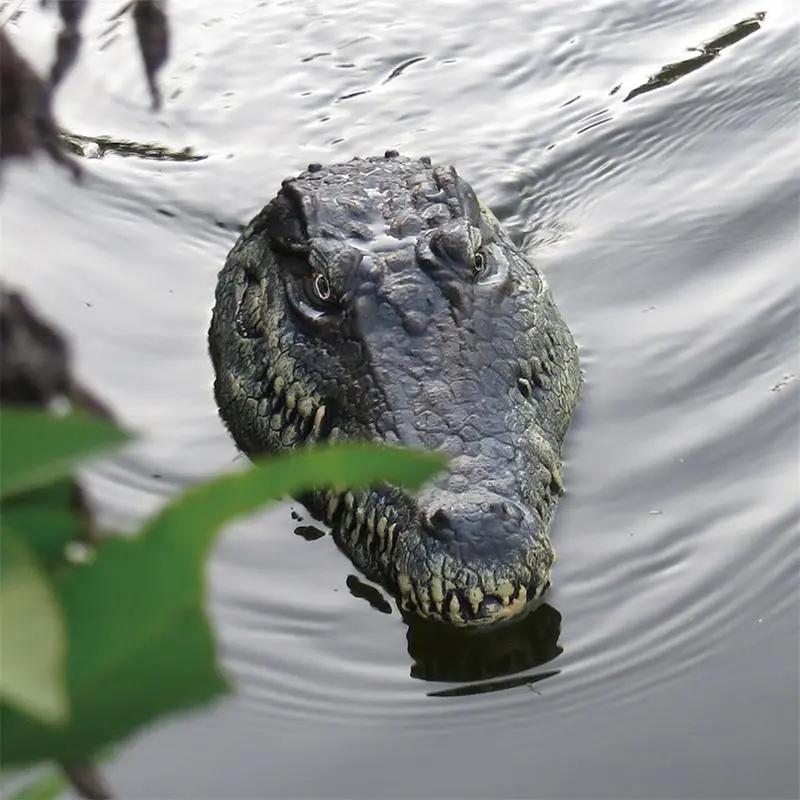 Rc Alligator Head: Versatile & Robust RC Alligator Head