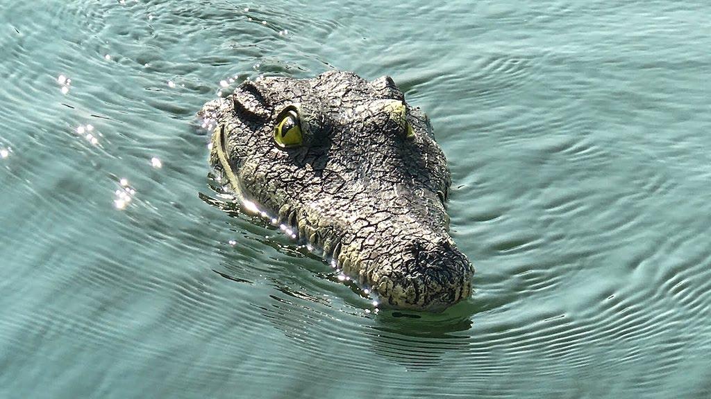 Remote Control Alligator Head Prank: Hilarious Reactions to Remote Control Alligator Head Prank